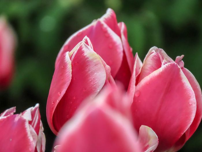Close-up of pink rose
