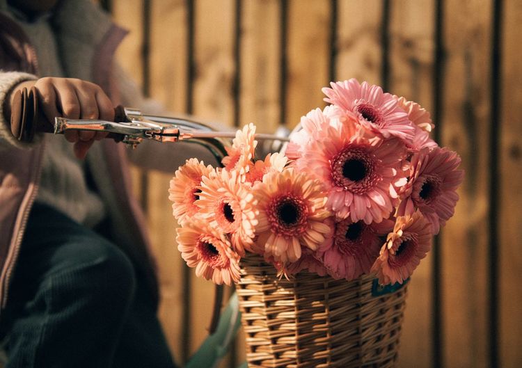 Close-up of pink rose flower in basket