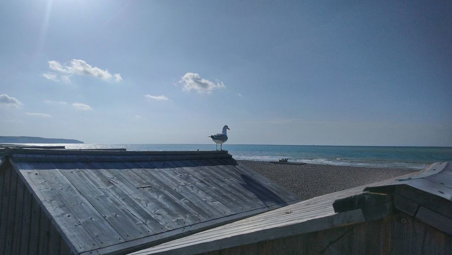 Seagulls on sea shore against sky