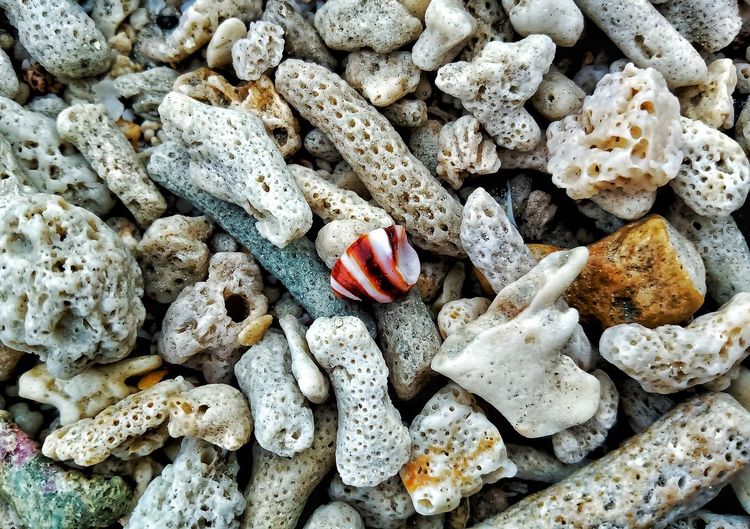 Shell with rocks