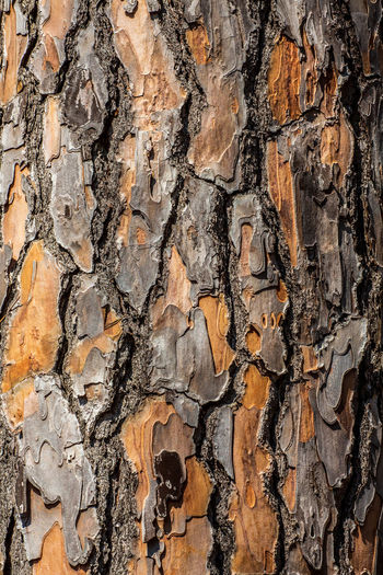 Full frame shot of tree trunk against wall