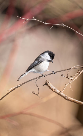 Black capped chickadee is perched on a tree limb on a sunny day in spring