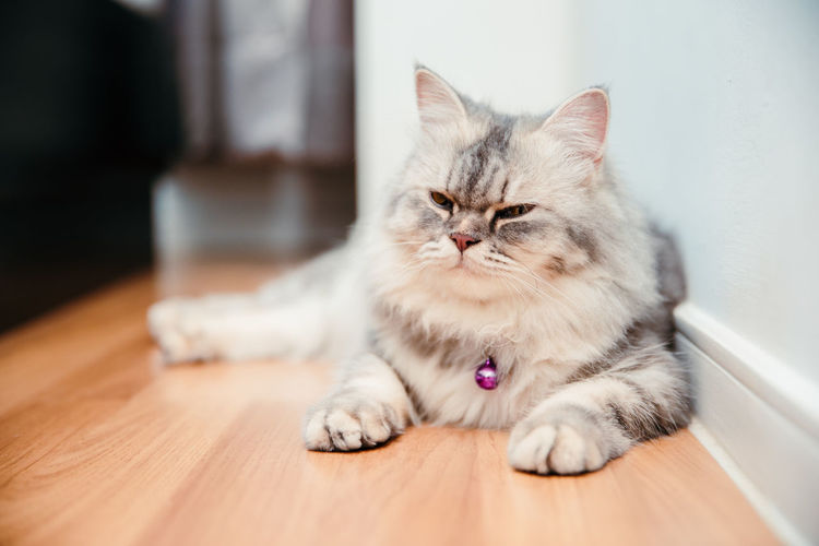 Adorable cute gray chinchilla persian cat sleepy lying on the wooden floor at home