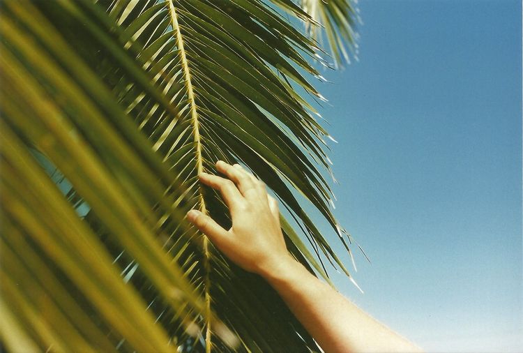 Cropped hand touching palm leaf