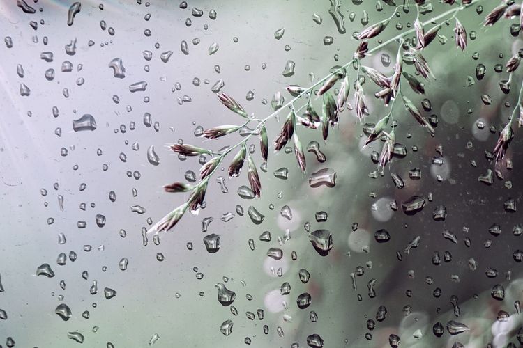 Flowers and drops in rainy days in springtime