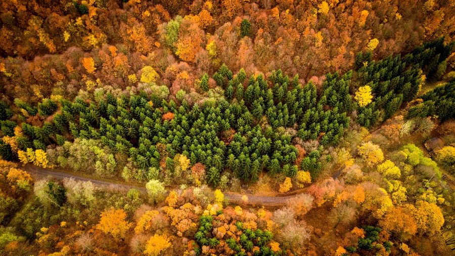 Scenic view of road amidst forest during autumn