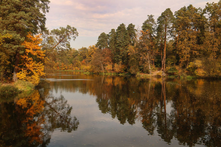 Scenic view of lake by trees in forest during autumn