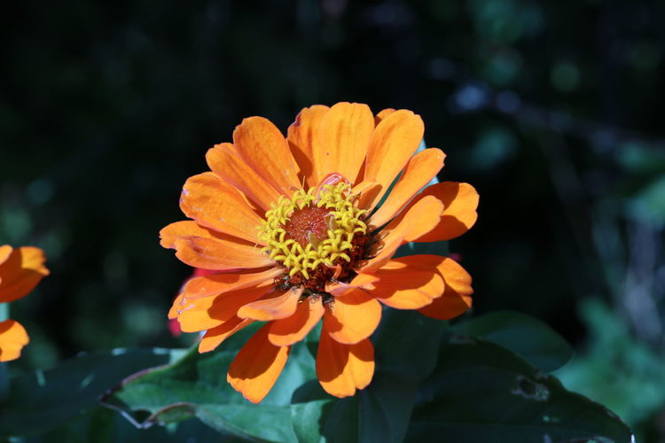 Close-up of orange marigold flower