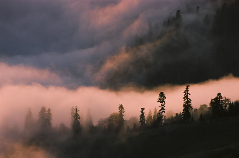 Silhouette of trees during sunset