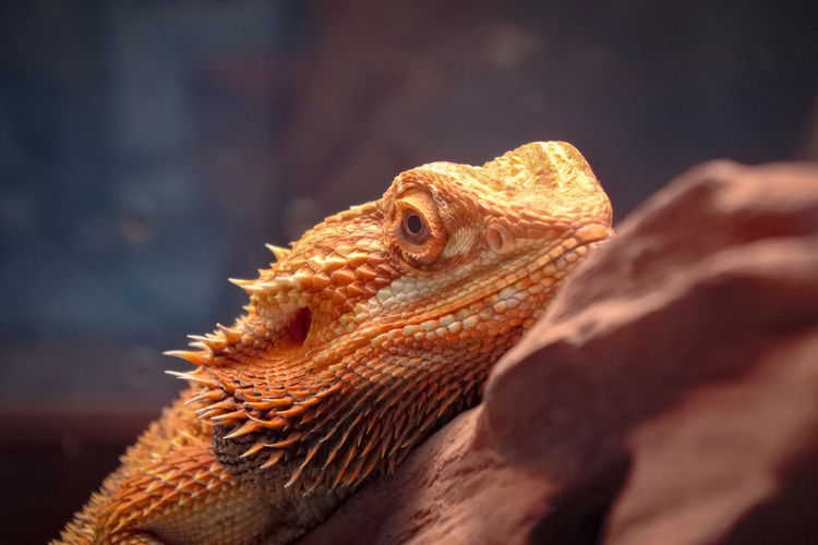 Close-up of bearded dragon
