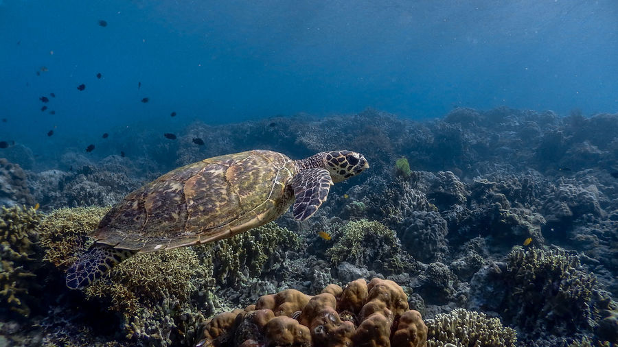 View of turtle in sea