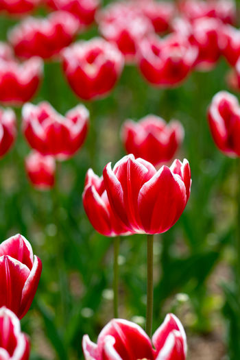 Close-up of red tulip flowers