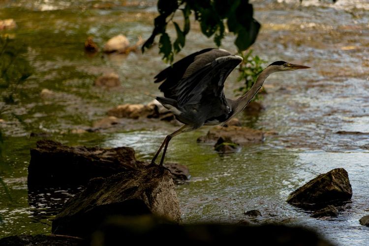A heron breaking in to flight on the river eamont
