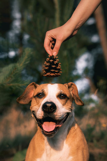 Happy dog sits in the forest, human hand holding a pine cone above it's head. 