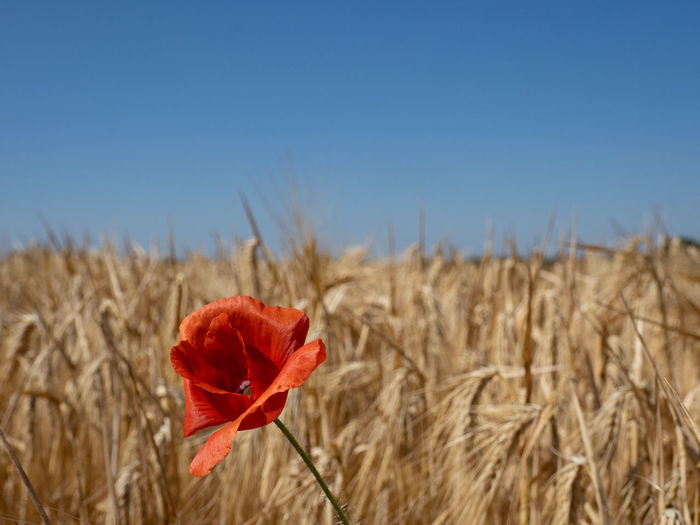 Close-up of red flower growing on field against sky