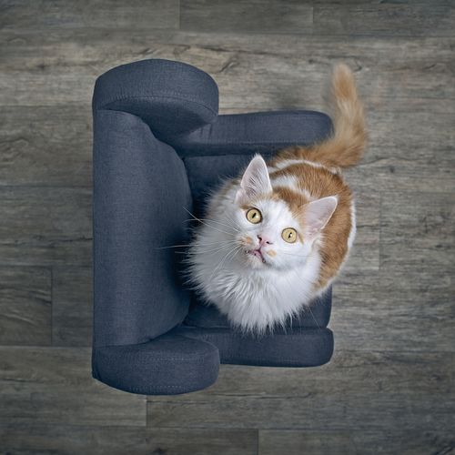 Funny cat sitting on armchair and looking curious up to the camera.