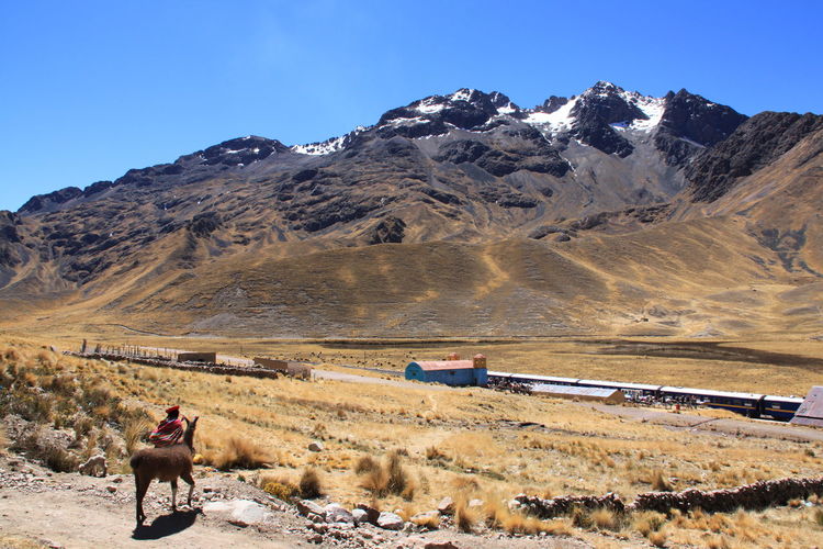 Rear view of person standing by llama in front of mountains