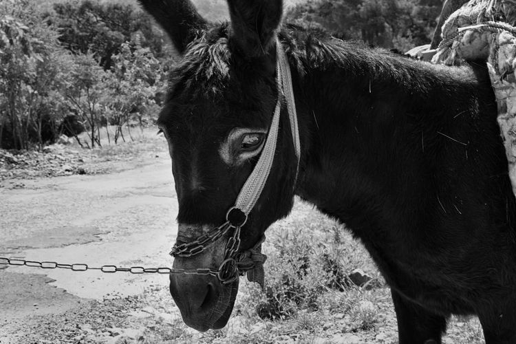 Close-up of chained donkey