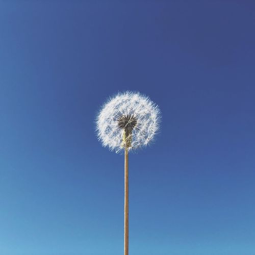 Low angle view of dandelion against blue sky
