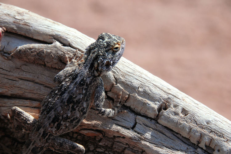 Close-up of lizard on log