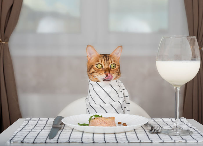 Bengal cat with bib waits for food in the room, licks its lips