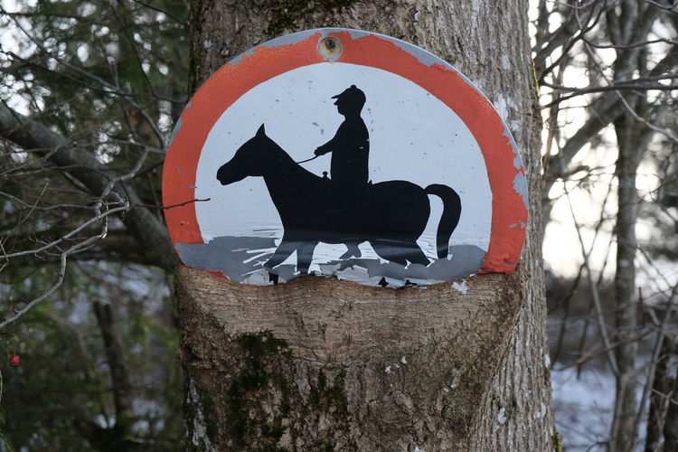 Close-up of road sign on tree trunk in forest