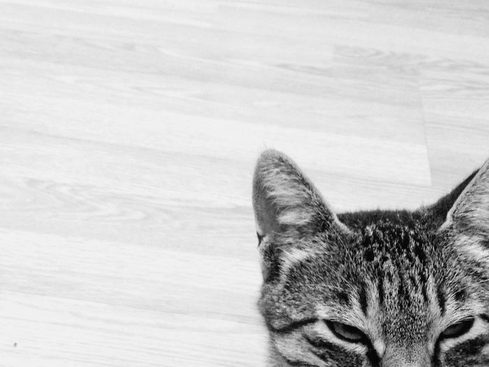 Close-up of cat