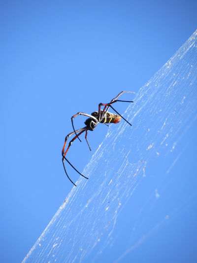 Low angle view of spider on web against clear blue sky