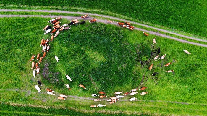 High angle view of cows on grassy field