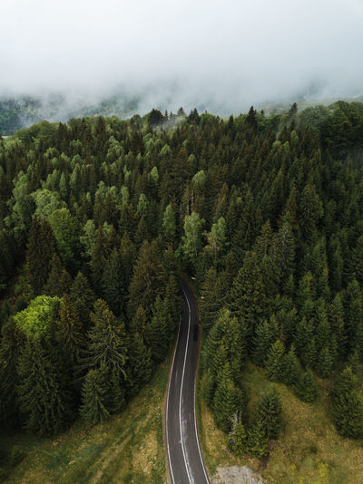 High angle view of road amidst trees in forest