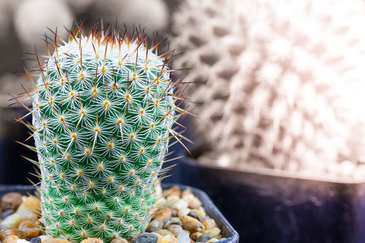 Close-up of cactus plant