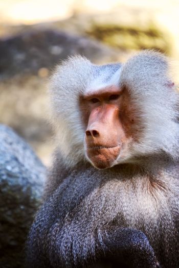 Close-up of hamadryas baboon