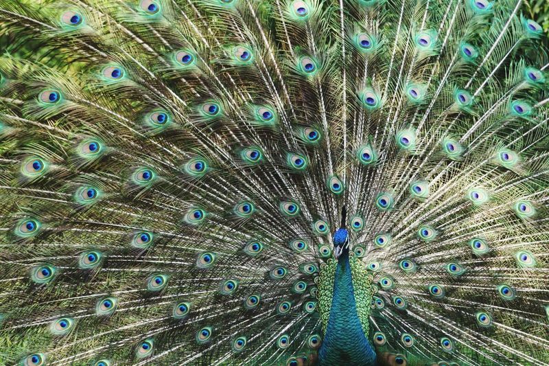 Peacock fanned out in park