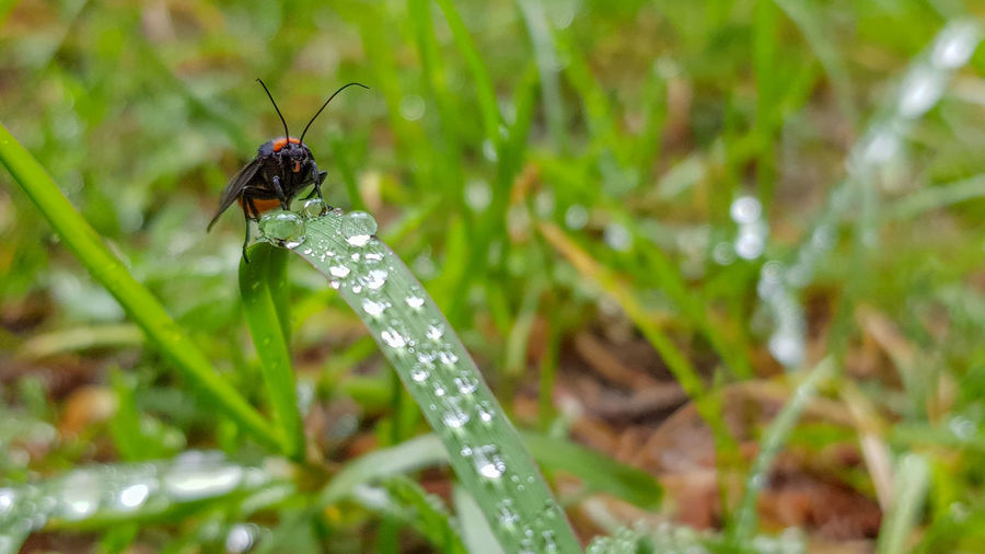 Close-up of insect on plant