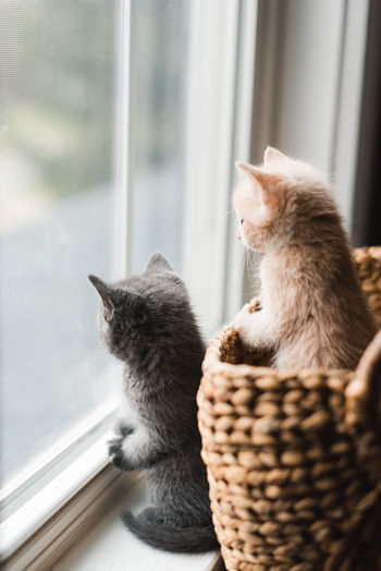 Two cute kittens looking out of a window from a wicker basket.