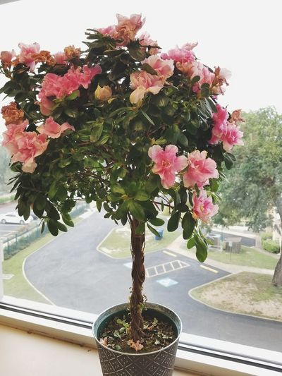 Close-up of pink potted plant on tree