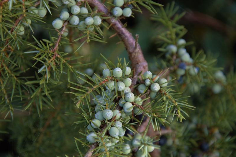 Close-up of juniper berries growing on tree