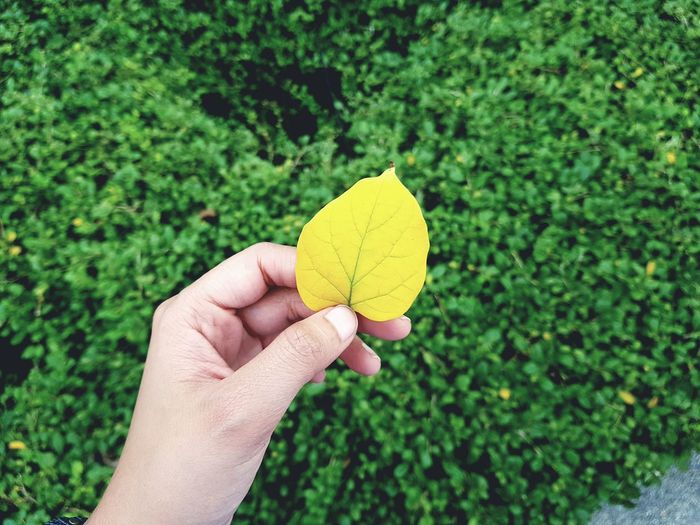 Cropped image of person holding yellow leaf