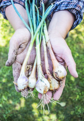 Close-up of hand holding spring onions