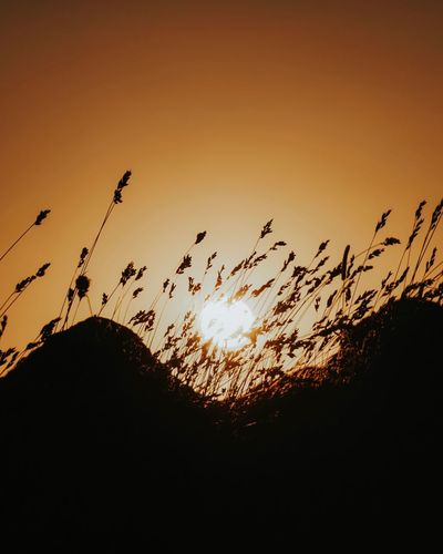 Low angle view of silhouette plants on field against sky during sunset