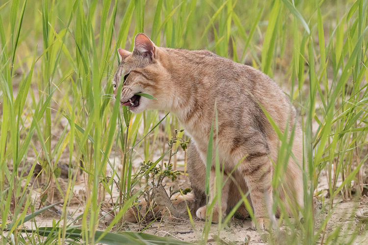 Side view of a cat on grass