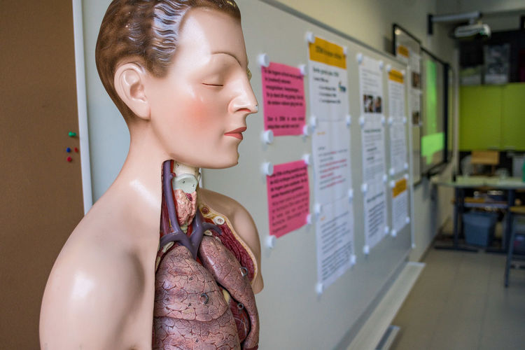 Close-up of anatomical model in classroom