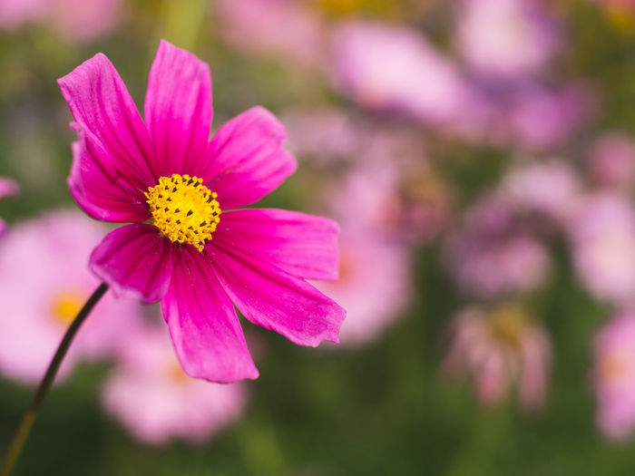 Close-up of pink cosmos blooming outdoors