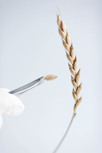 Close-up of hand holding corn over white background