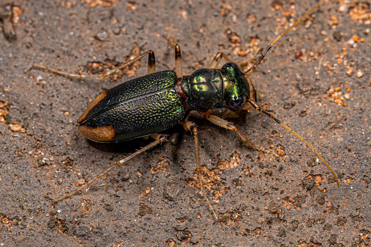 Close-up of insect