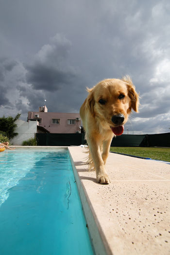 Dog in swimming pool against sky