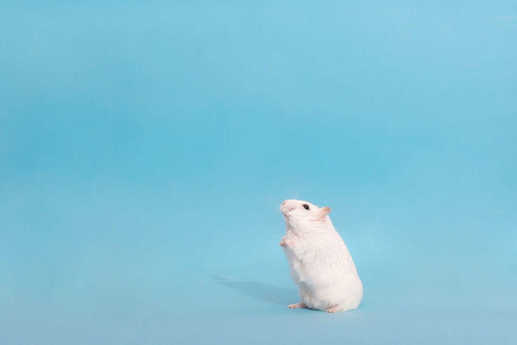 Close-up of an animal against blue background