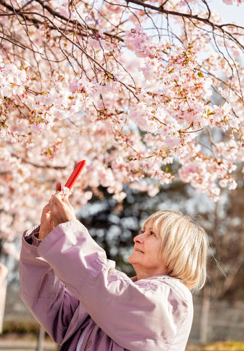 Senior woman taking photo of pink blooming sakura flowers in garden using smartphone. 