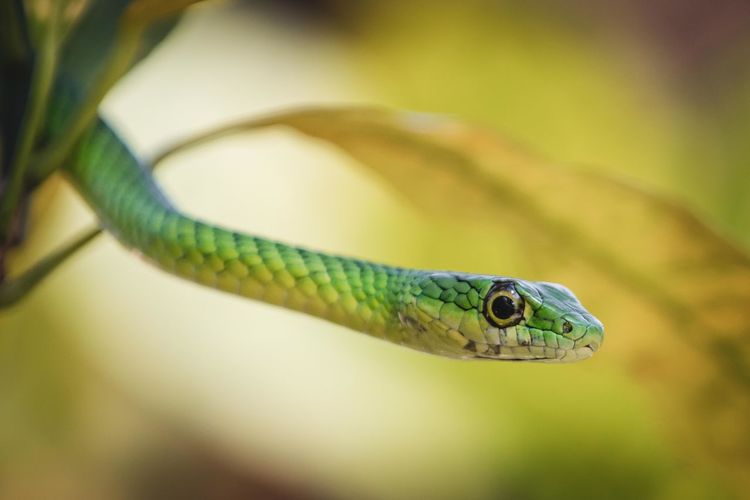 Close-up of lizard
