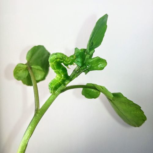 Close-up of fresh green plant against white background